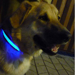 led ошейник