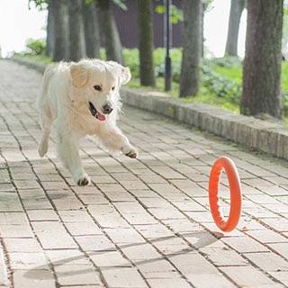 pitchdog