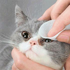 салфетки для глаз кошек очищающие влажные салфетки для кошек