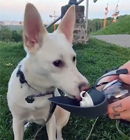 dog_poilka4 поилка для собак