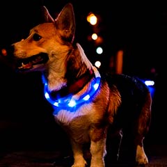 led ошейник собак