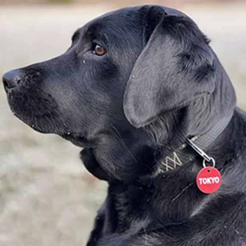 dog_round_adress100324 адресник для собак