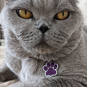 cat_tag_paw адресник медальон для кошек