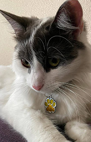адресник для кошек