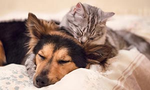 кот и собака