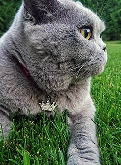 адресник для кошек и собак