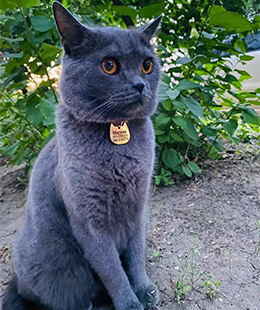 адресник котів адресник кішок