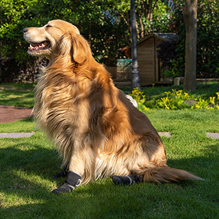 nalap_dogshoes5 обувь собак налапники