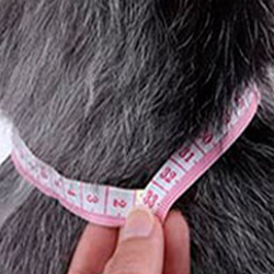 collar12_3 led ошейник