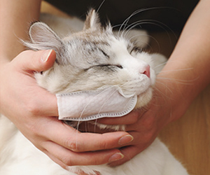 finger_tissue1 напальчники для ухода за глазами ушами мородой кошек собак